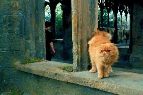 А по-моему,Живоглот-обычный персидский кот.