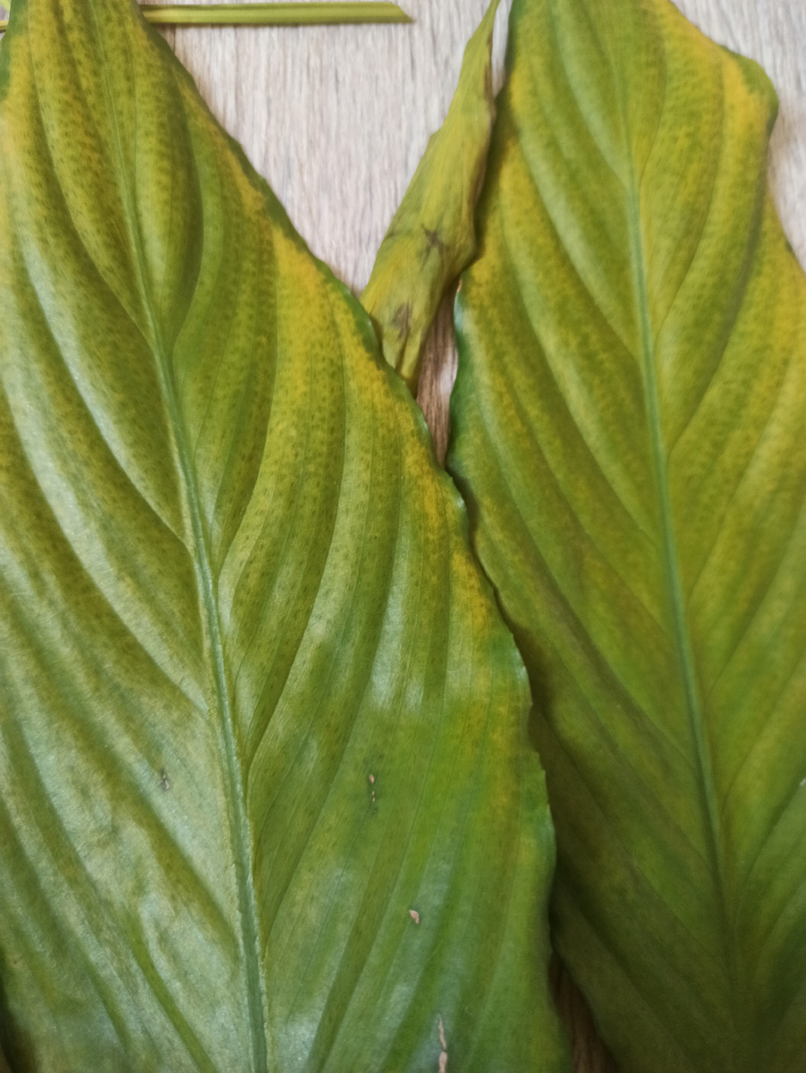 Я их срезала, вот так они выглядят вблизи