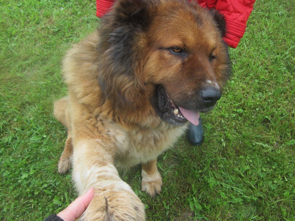 Зиданчику уже 10 лет и 8 месяцев. И он всем передаёт привет!