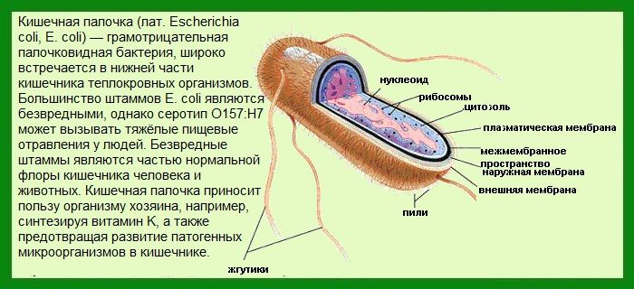Бактерия кишечная палочка строение. Кишечная палочка особенности строения. Кишечная палочка строение клетки. Свойства кишечной палочки