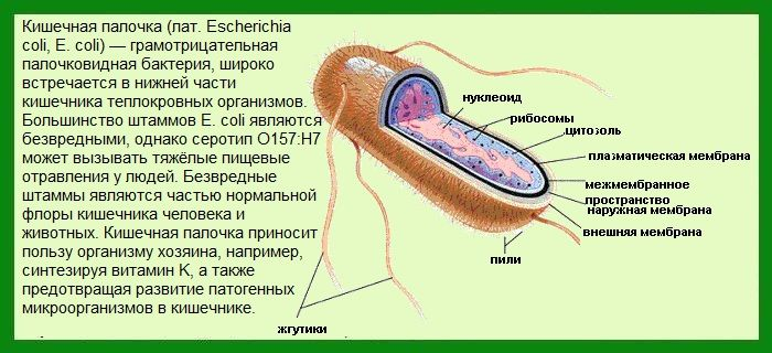 Кишечная палочка строение клетки. Кишечная палочка особенности строения. Бактерия кишечная палочка строение.