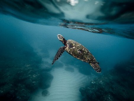 Фото взято из открытых источников 