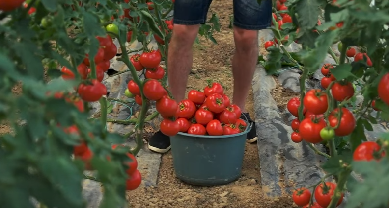 Сочные и большие помидоры на наших участках - легко!