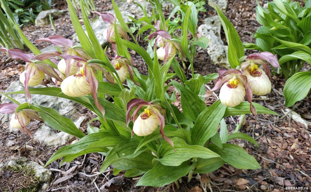 Венерин башмачок
