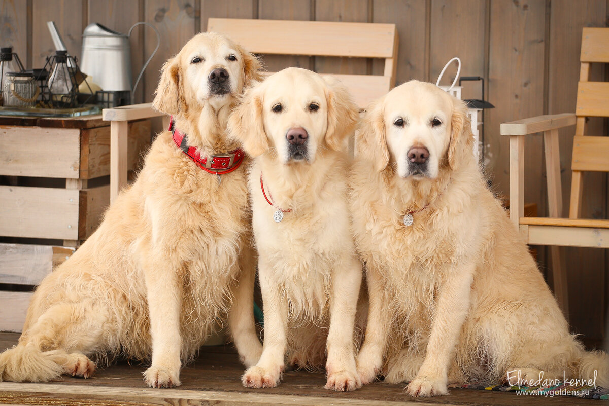 Наши золотистые ретриверы очень любят гулять в любую погоду.