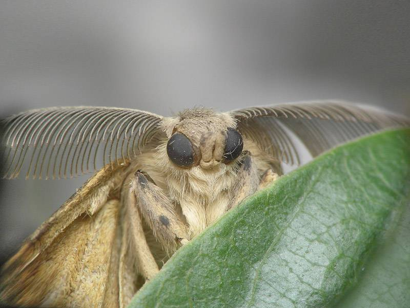Фрир из открытого доступа социальной сети