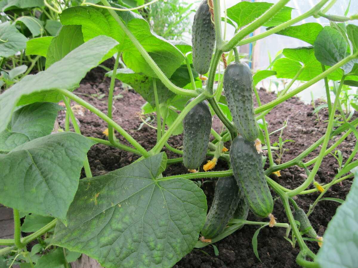 Фото с Яндекс.картинки