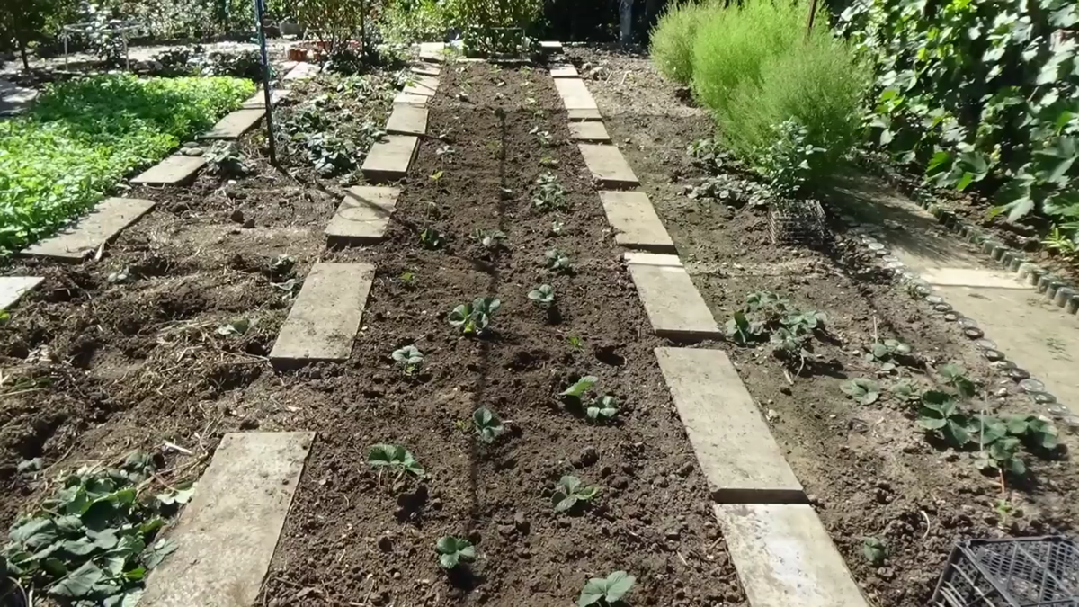 Конец августа. Краснодарский край. Новая клубничная грядка.