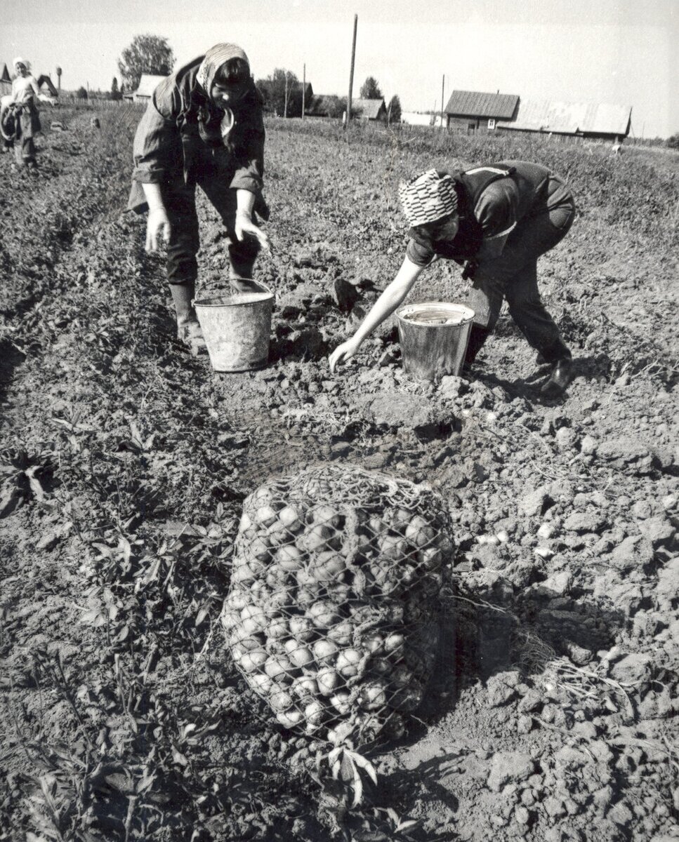 Советская традиция посылать студентов «на картошку» забыта. А вот воспоминания об этих поездках живы.                  -14