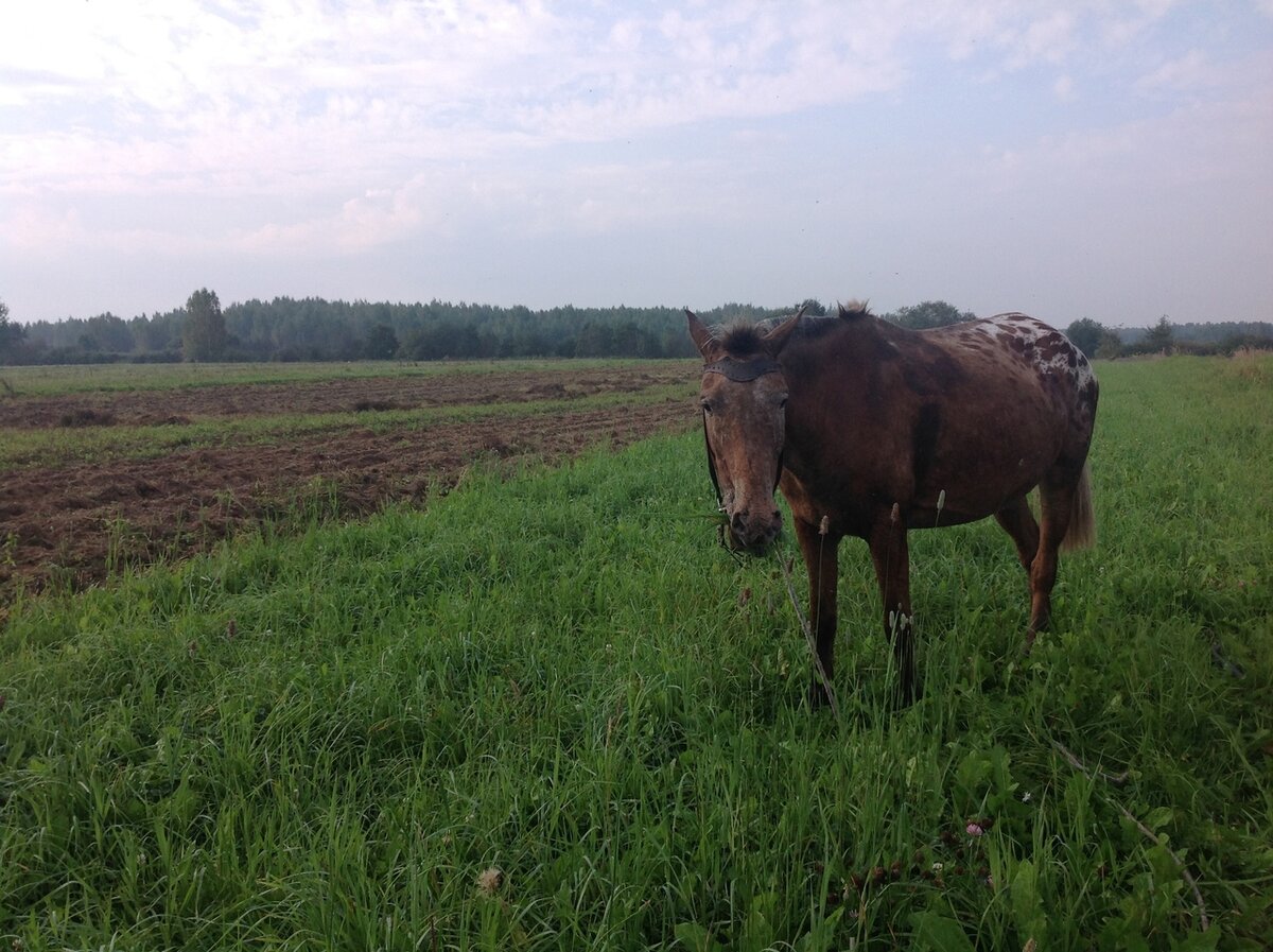 Лакуша пасется на отаве