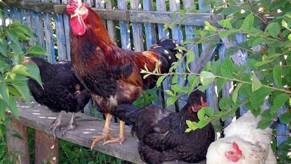 Десяток кур точно никому не навредит.