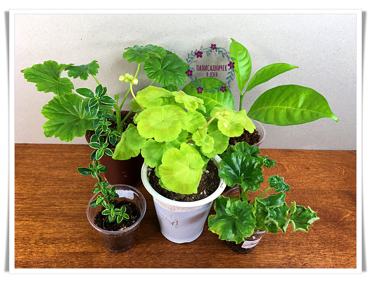 Вот они, мои покупочки. Не стала делать банальные фото в газетных пакетиках, уж простите :) И без газеток есть что показать :)