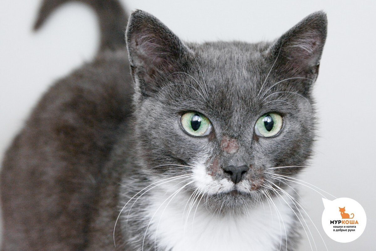 А вот и красавец Звездочет!