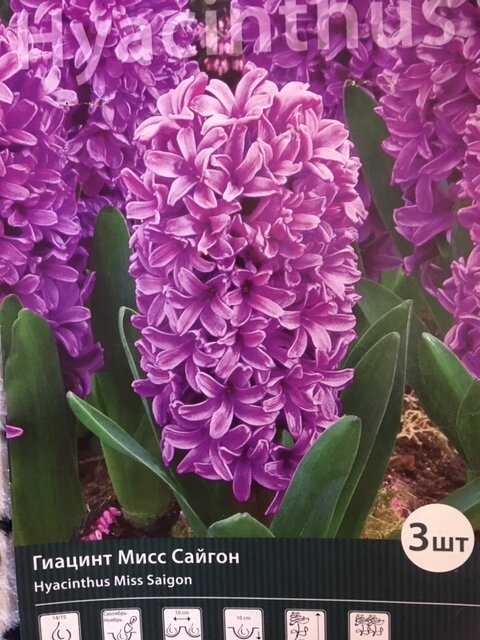 фото автора


И крокусы
