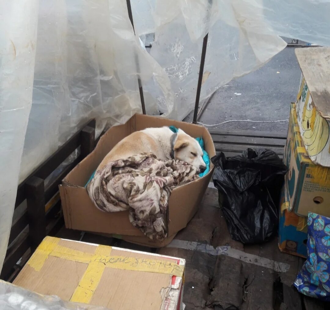 Так он и жил: днем на рынке, вечером под открытым небом