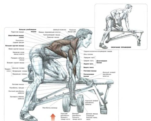 Тяга гантели в наклоне анатомия