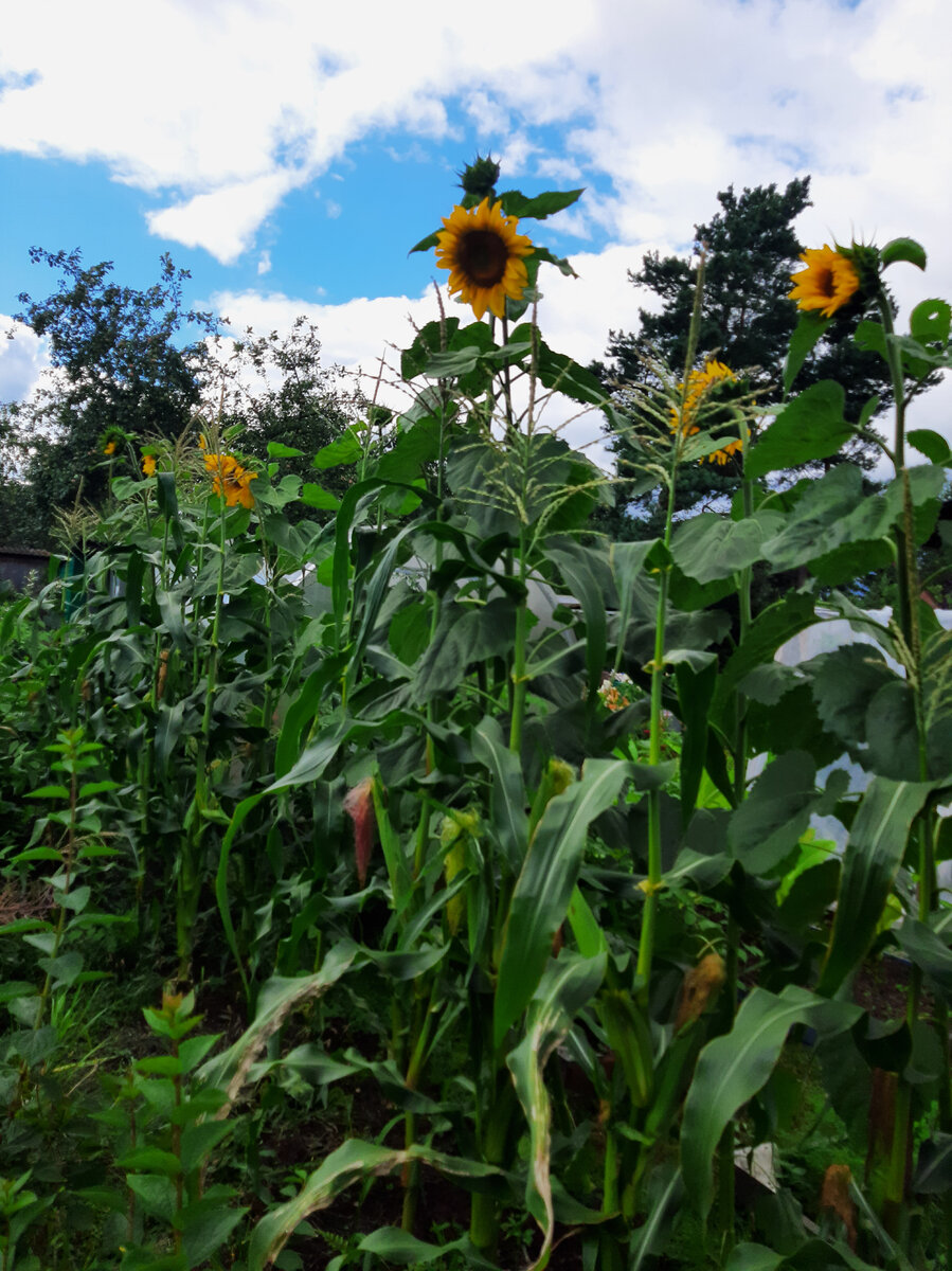 Кукуруза была отличная.