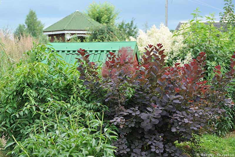 Скумпия Royal Purple на моей подмосковной даче