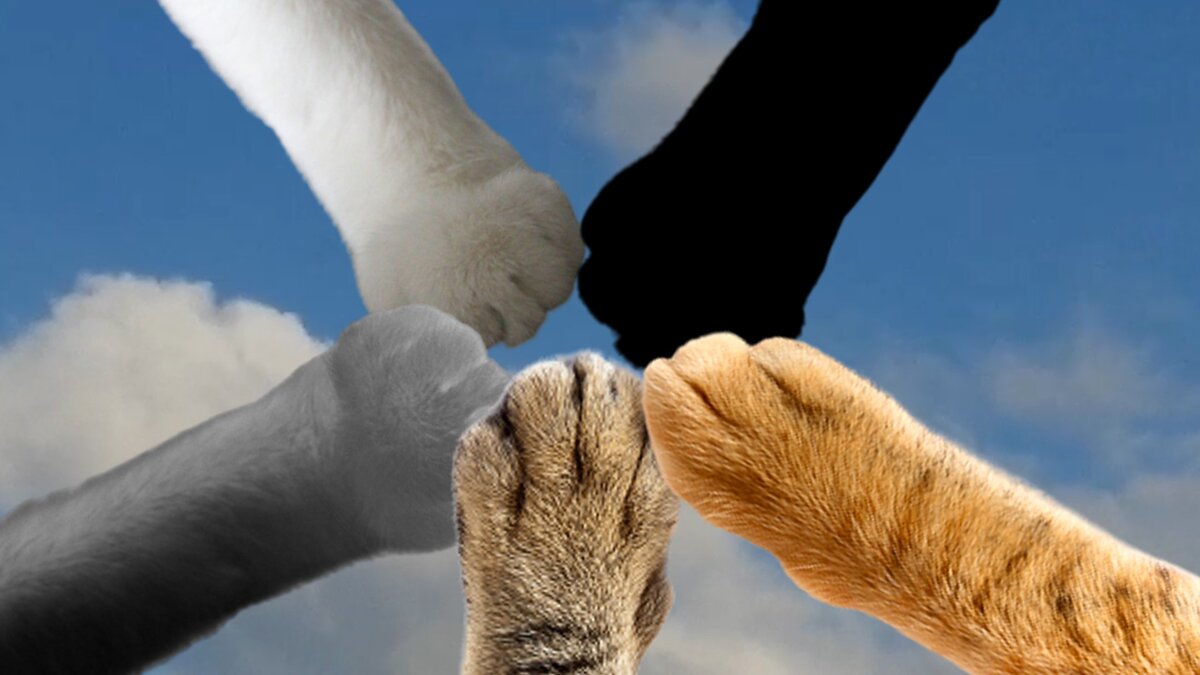 Тест по кошачьим лапкам: в чем секрет ваших успешных отношений