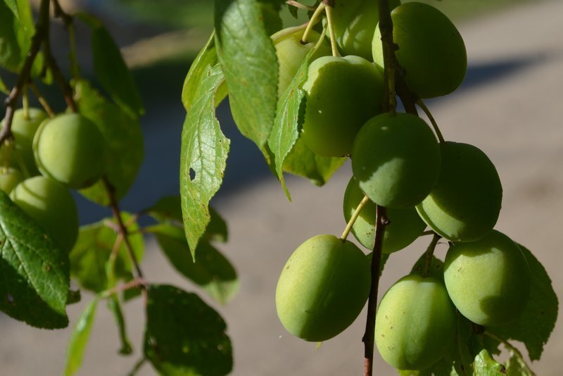 Плоды на сливе  растут.