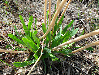 Лук-слизун в начале мая