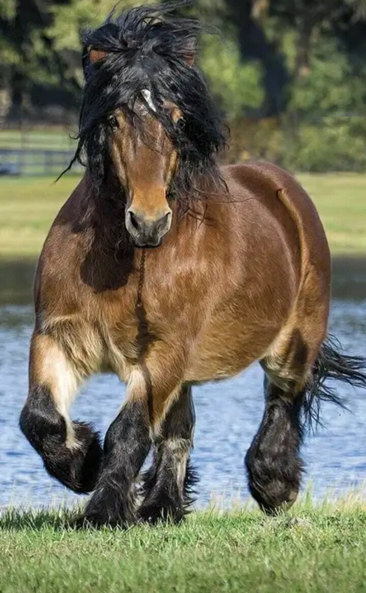 Лошади тяжело. Лошади тяжело. Лошади породы владимирский тяжеловоз. Советский тяжеловоз порода лошадей. Муромский тяжеловоз лошадь.