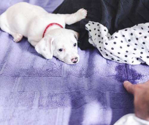Почему щенки любят справлять нужду на кровать, и как их от этого отучить |  Лапа помощи | Дзен