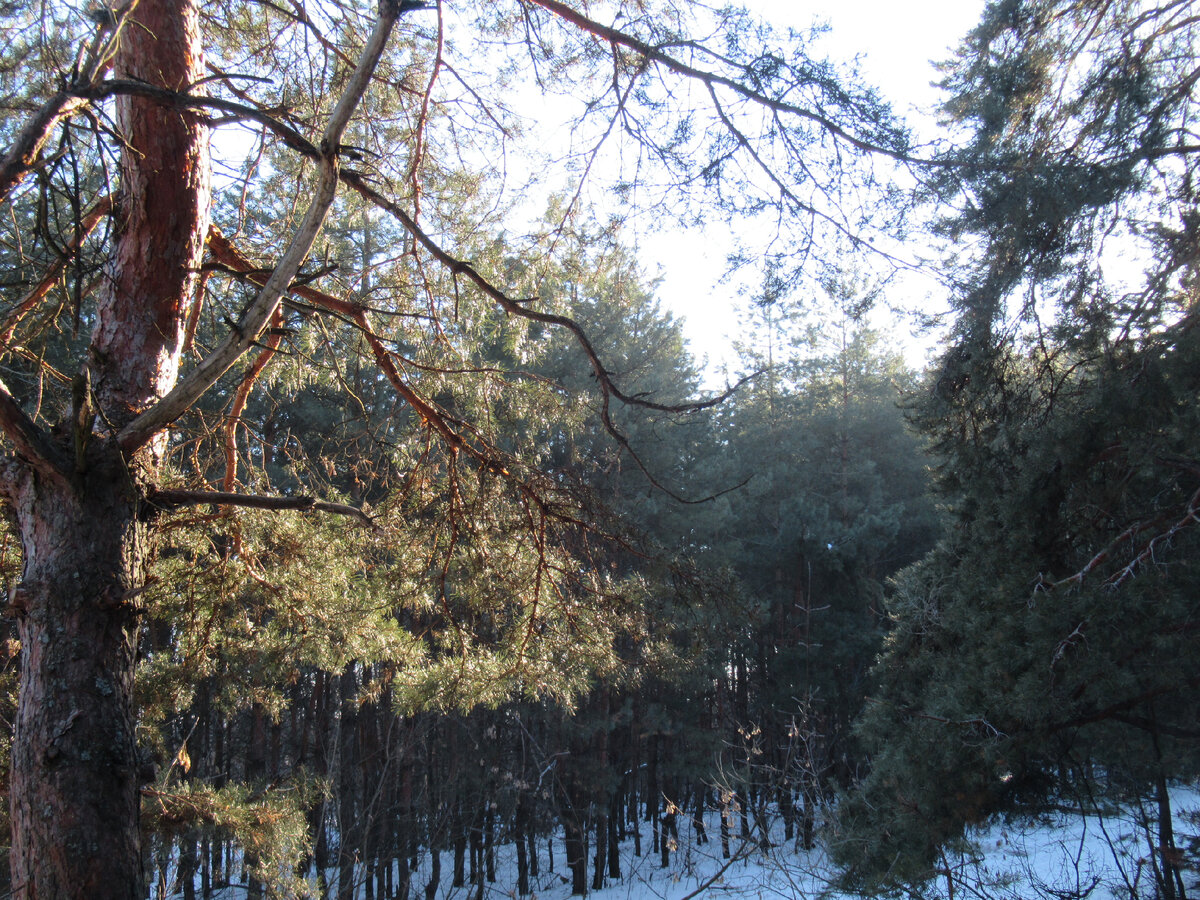 Мировая глобальная экологическая проблема. 
В Европе и в феврале уже происходят мощные торнадо. Нет уже здесь мягкой погоды, которая была. Торнадо, ураганы появляются, когда идет сильное разогревание земли (голой), мощные горячие восходящие потоки, а потом мощный наплыв холода. Происходит мощное столкновение двух контрастных потоков воздуха, происходит очень резкий перепад давления. Юг Европы перегрет, аномально тепло. Здесь второй месяц засухи. Тепло приходит с Африки, там активно уничтожаются экваториальные дождевые леса (и там засуха). И в Европе уничтожено много растительности. Энергия все меньше поглощается растениями, она больше уходит на погодную стихию. И на севере уничтожаются леса. В холодное время они утепляют среду. Происходит выхолаживание. Леса сильно сглаживают температуру, уменьшают значительно контрасты. В последние 10 лет заметно участились торнадо. Опустынивание, иссушение. Нужно больше сажать деревьев. Они уменьшат жару и холод, то есть сгладят контраст температуры, сделают климат мягче. Только в таком случае будет уменьшение. Но, если земля будет активно оголяться и осушаться, то торнадо и другие погодные стихии будут только усиливаться и становиться чаще. Об этом говорим давно. Прогнозы сбываются. Даже с опережением. Ведь активно уничтожаются растительность.

Шторм "Иления" ощутимо испортил погоду на западе России. В Польше торнадо прошел через несколько населенных пунктов в четверг утром. Более пятидесяти домов серьезно повреждены или разрушены. Чуть позже под напором ветра в Кракове рухнул кран. Стихия бесновалась в каких-то трехстах-четырехстах километрах от российской границы.
Досталось от "Илении" и странам западной Европы. В Германии огромные волны устроили наводнения в портовых городах. В Гамбурге оказалось затоплено здание рыбного рынка. В Британии шквалов не выдерживали даже огромные турбины ветровых электростанций. Порывы ветра достигали 41 метра в секунду.

Пока Европа отходит от одного циклона, «Дадли», Великобритания пытается выдержать новый — «Юнис».
Как сообщает 18 февраля ВВС, «Юнис» — один из самых сильных штормов за последние десятилетия.

Мировая глобальная экологическая проблема. В шаге от катастрофы. 2022 год (Часть 4). Продолжение. Часть 1453. Продолжение следует).
Виктор Безгодков. 18.02.2022г. https://vk.com/vbezgodkov

Зеленый мир. Люди в своей истории не раз массово уничтожали леса, другие растения. И всегда приходили к одному: опустынивание, иссушение. Уничтожали и переходили на другие территории. И там уничтожали. Скоро всё будет уничтожено. Будут лишь голые пустынями с жуткими непереносимыми контрастами, перепадами… Очень странное стремление… Уничтожение не останавливается и не останавливают. Оно набирает обороты. Люди не собираются жить дальше…
«Накопленная и проникшая в грунтовые воды влага очень медленно стекает в реки, попадая к корням растений, и «пьют» ее не только деревья, но и сельскохозяйственные растения, растущие на пути ее движения. При этом почти полностью прекращается поверхностный сток, уменьшается сила весенних наводнений, зато и обмеления рек в засушливые периоды менее выражены. Недаром еще Ф. Энгельс так высоко оценил водоохранную роль леса: «Людям, которые в Месопотамии, Греции, Малой Азии и в других местах выкорчевывали леса, чтобы получить таким путем пахотную землю, и не снилось, что они этим положили начало нынешнему запустению этих стран, лишив их, вместе с лесами, центров скопления и сохранения влаги».

Мировая глобальная экологическая проблема.

Очередной факт. Большой катастрофический! Засуха всё сильнее (и наводнения тоже – всё в одной нехорошей связке). Уже много страдают. Умирают… А леса важнейшие уничтожают. А это означает, что жара усилится и засуха тоже. Преступно чесать язык попусту о глобальном потеплении. Немедленно нужно останавливать опустынивание, иссушение. И все рассаживать миллиарды и миллиарды деревьев. Человечеству нужно посадить триллион деревьев. Они вернут хороший климат. И у всех будет будущее.

«Правительство Кении заявило, что страна оказалась лицом к лицу с самым засушливым периодом за последние 60 лет, объявив засуху национальной катастрофой. Правительство указало, что жители страны, которые лишены продовольствия и воды, вынуждены убивать скот, который является их единственным средством к существованию. Проблема засухи актуальна не только в Кении. Страны Восточной Африки — Сомали, Уганда, Эфиопия и Джибути — переживают сильнейшую засуху за последние 60 лет. В связи с засухой голодают сотни тысяч человек. Погибло сотни тысяч голов скота. Власти сообщают, что увеличилось число людей, умирающих от голода. Число африканцев, которые находят убежище в лагерях беженцев в связи с нехваткой питания и воды, превысило 450 тысяч человек, десятки тысяч сомалийцев направляются в лагеря беженцев ООН в Кении и Эфиопии. Около 11 миллионов человек в регионе из-за засухи нуждаются в срочной помощи. Согласно ЮНИСЕФ, каждый третий ребенок испытывает голод, около половины детей недоразвиты. Между тем сообщается, что цены на продовольствие выросли в два раза. ООН выступила с призывом к развитым странам оказать помощь с тем, чтобы предотвратить голодную смерть миллионов людей. Генсекретарь ООН Пан Ги Мун выступил с заявлением, в котором отметил, что свыше 11 миллионов жителей Восточной Африки оказались лицом к лицу с сильнейшей за последнее время засухой, указав, что они нуждаются в срочной помощи. Генеральный секретарь ООН призвал страны-члены организации поддержать Центральный фонд реагирования на чрезвычайные ситуации, который нуждается, по меньшей мере, в 1,6 млрд. долларов. Все мы должны серьезно задуматься над тем, что источники Африки высыхают и нерационально используются, не обеспечивается помощь для внедрения использования энергии ветра и солнца, и самое важное — над тем, что жители континента, изобилующего полезными ископаемыми, страдают от засухи. Всем было известно, что таяние ледников в Азии и Африке, вызванное глобальным потеплением, причина чему — человеческая деятельность, приведет Африку в сегодняшнее состояние. Африка – континент, наиболее подверженный воздействию последствий глобального потепления.

Помимо общей причины возникновения засухи, связанной с неблагоприятными колебаниями крупномасштабной атмосферной циркуляции, в этом регионе действует и с каждым десятилетием проявляет себя все сильнее еще один фактор дезертификации (опустынивания) – бесконтрольная пагубная для природы деятельность человека (нарушение естественного покрова бывших пастбищ, вырубка лесов и т. п.).

Количество осадков существенно уменьшилось.

Африка может лишиться своих тропических лесов.
Экваториальные и тропические леса Африки в XXI веке заметно сократили свою площадь. Но к каким последствиям это приводит?
Чрезмерная эксплуатация в Кении за последние три десятилетия привела к сокращению лесных ресурсов страны наполовину. В настоящее время только 3% земель по-прежнему покрытых лесом.
Эти уровни обезлесения повлияли на Кению, поскольку они полагаются на лес для хранения дождевой воды, предотвращения наводнений, плодородия почвы и регулирования климатических условий».

Мировая глобальная экологическая проблема. В шаге от катастрофы. 2022 год (Часть 4). Продолжение. Часть 1452. Продолжение следует).
Виктор Безгодков. 17.02.2022г. https://vk.com/vbezgodkov

