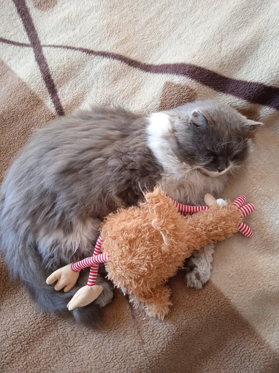 Вот такой он наш кот Шарик