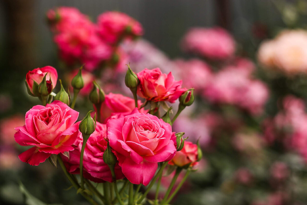 Календарь ухода за розами: гид по месяцам для садоводов