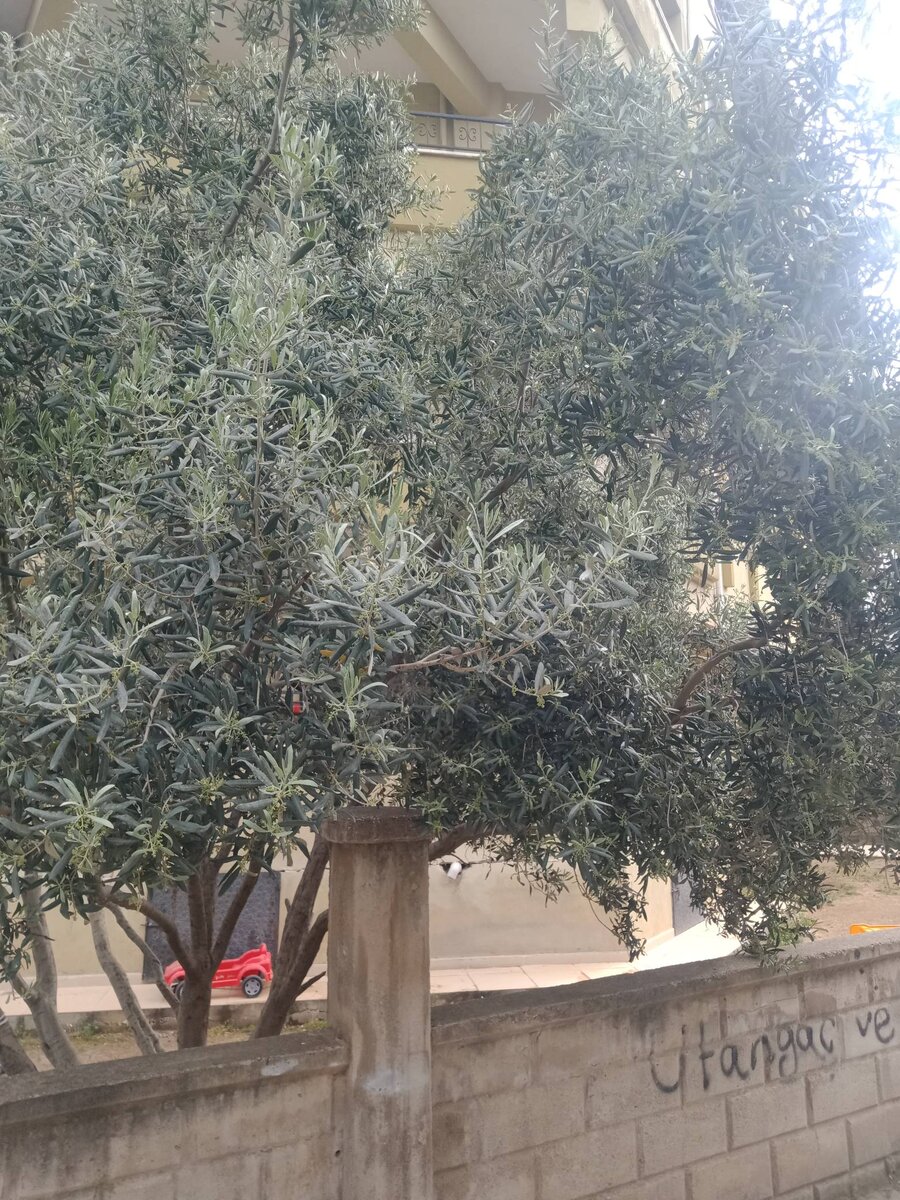 Вот это дерево растет прямо рядом с моим домом. И еще есть целая роща.