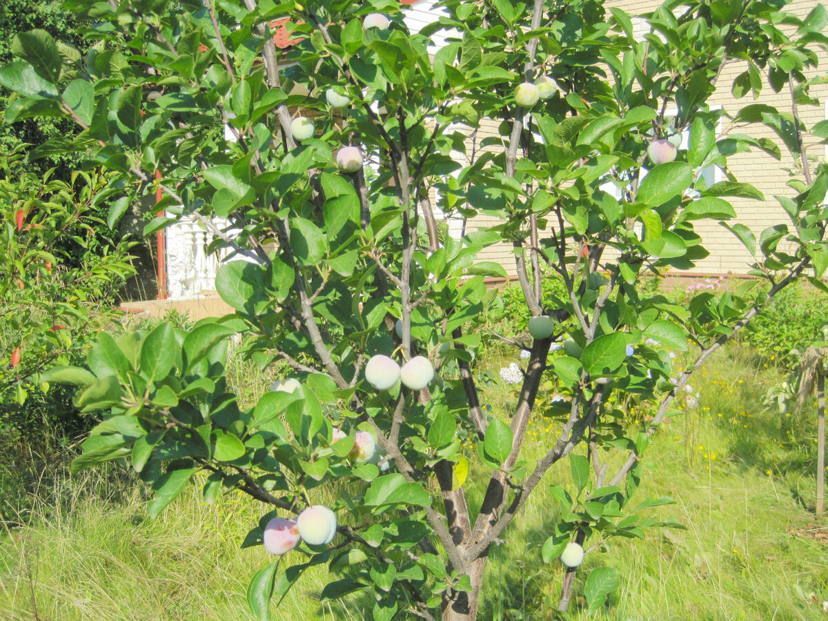 Слива в саду. Фото автора.