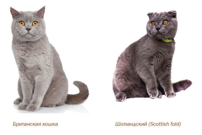 Чем отличаются британцы от шотландцев коты