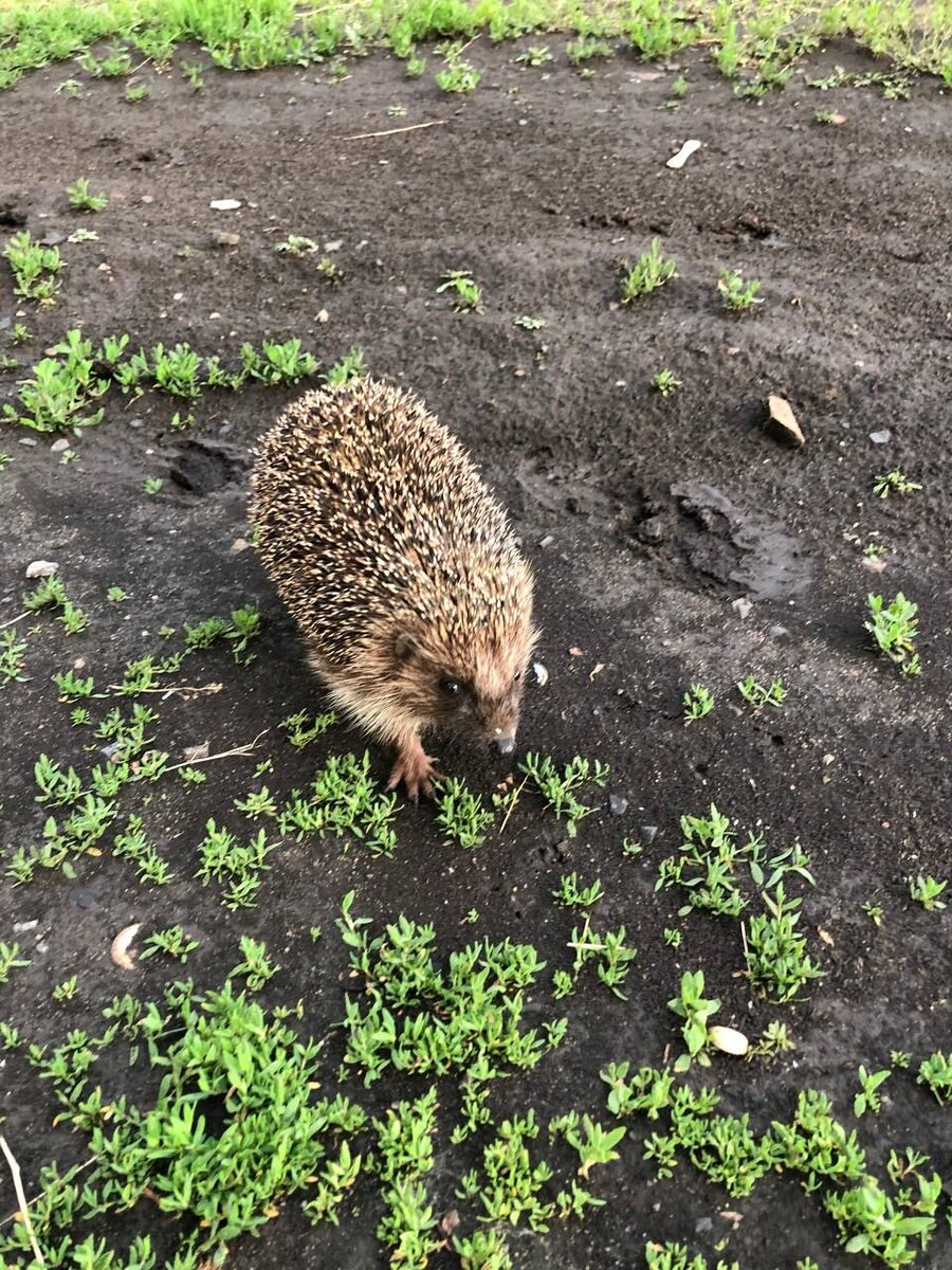 Лапки замарал) интересно посмотреть на отпечаток следа Ежа) ни когда не обращал внимания) только щас это понял) 