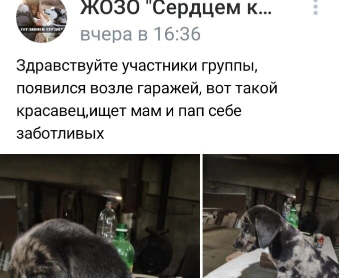 Пост про Стива