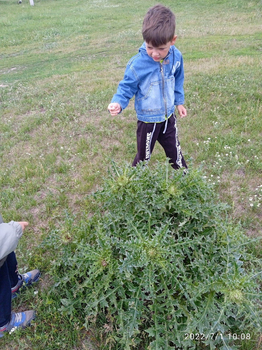 Жутко колючая расторопша