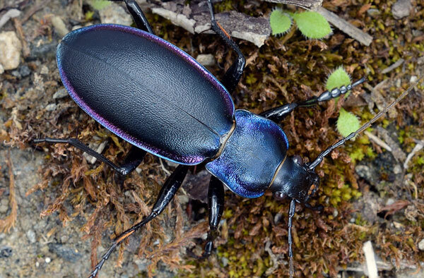 Фото: vse-pro-kur.ru 
