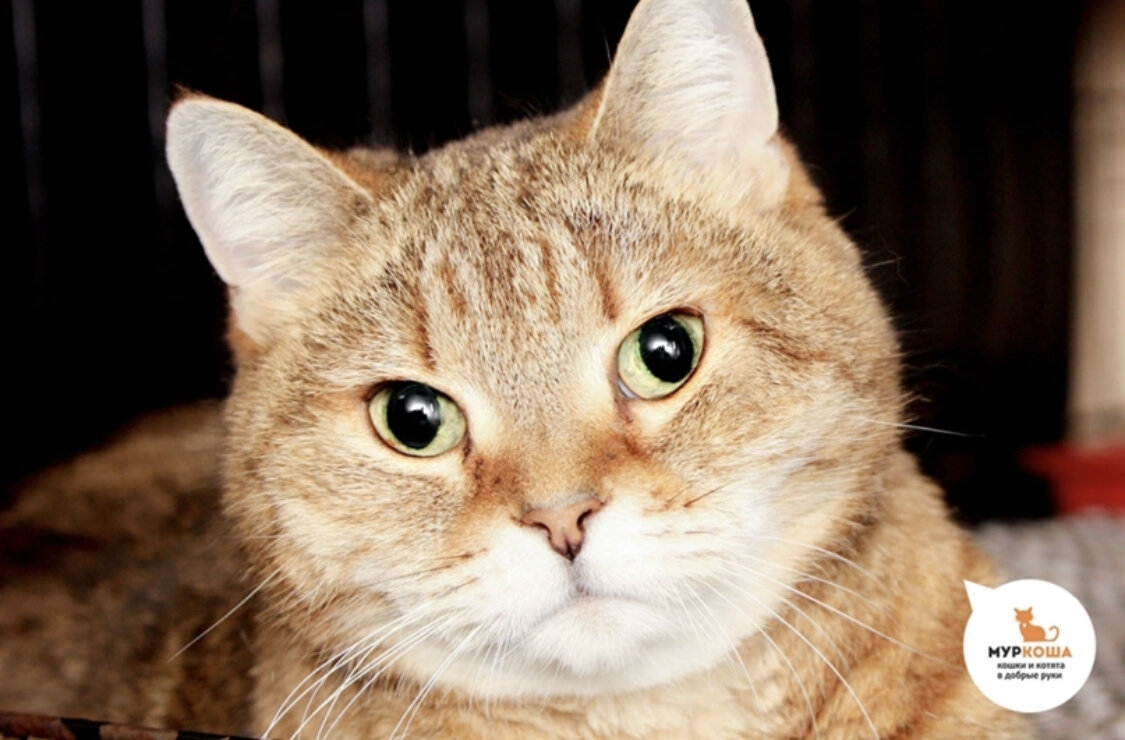 Я – девица, на все лапки мастерица!