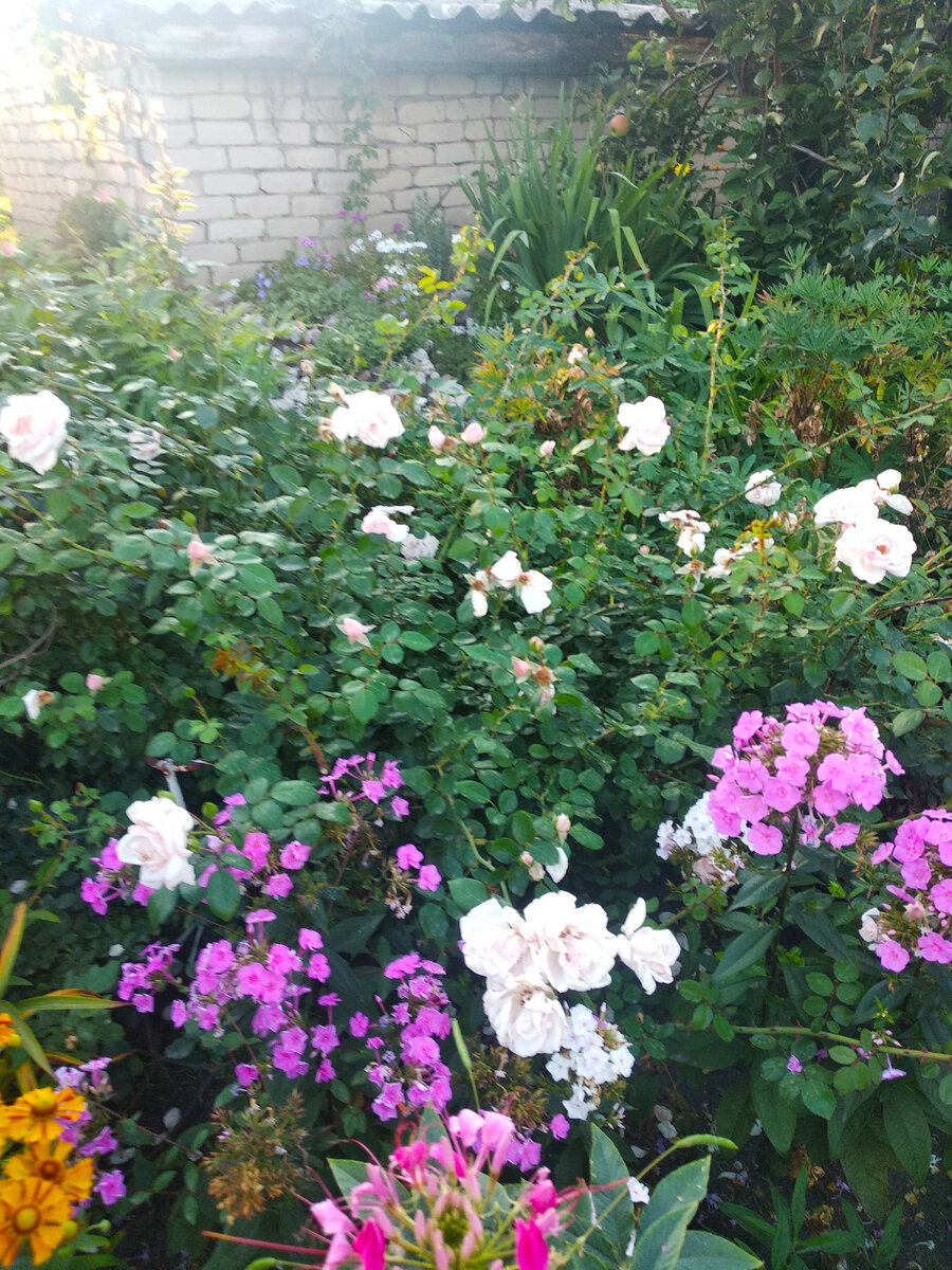 На заднем плане роза Нью Доун