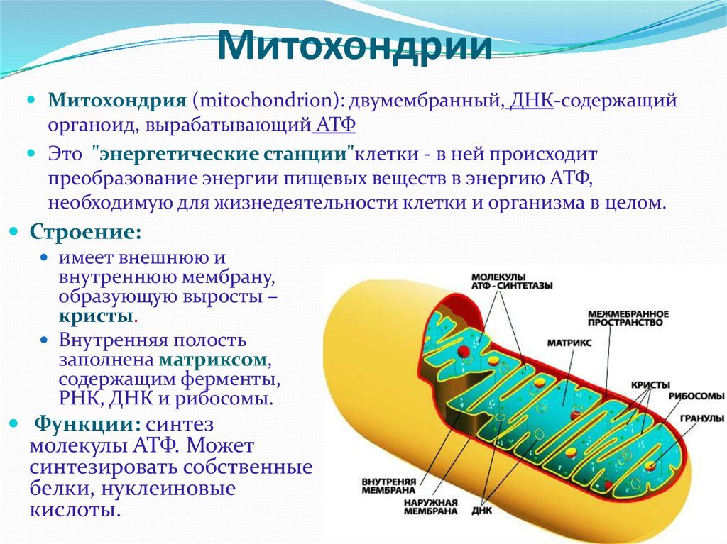 Клетка содержит атф