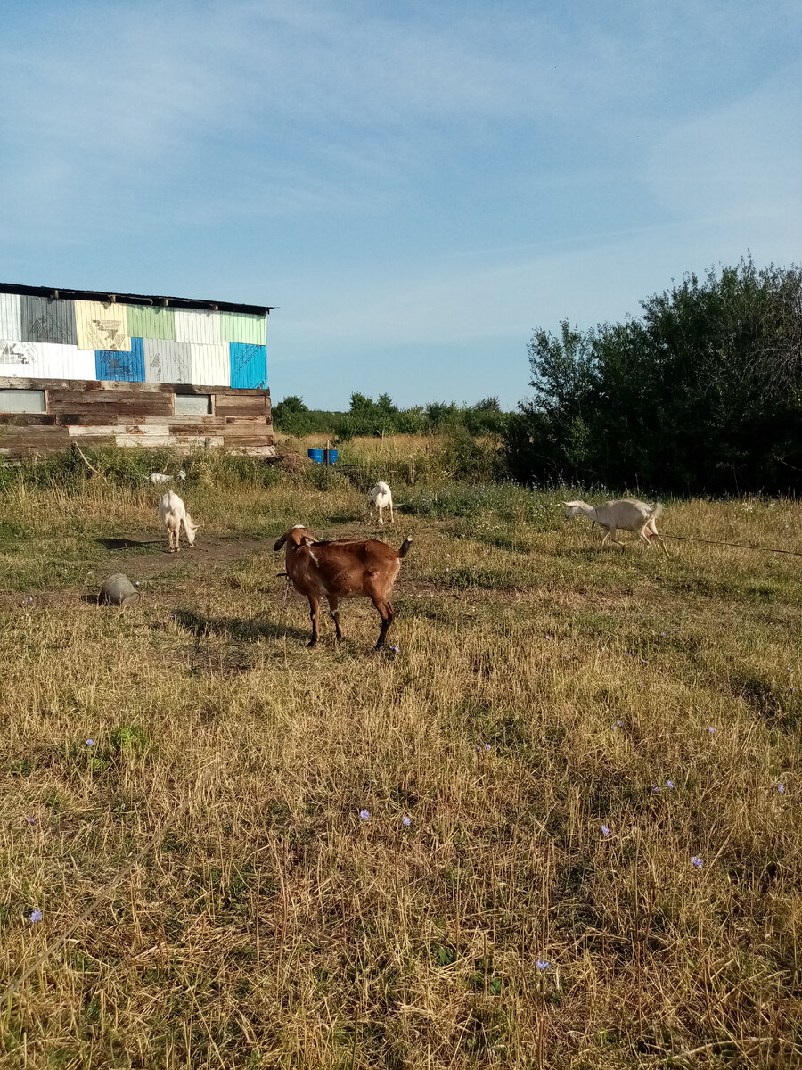 Травка на выпасе уже растет не как летом.. 