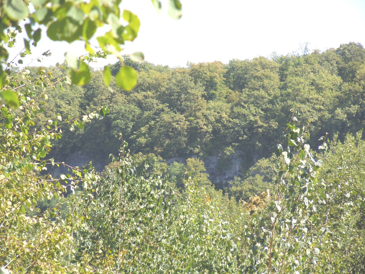 Вот как оправдывают лесорубы хаотичную прокладку ими глубоких, до глины, трелёвочных дорог через леса, поверх старых аккуратных грунтовок, ещё и разрушая при этом древние поселения и могильники разных-54