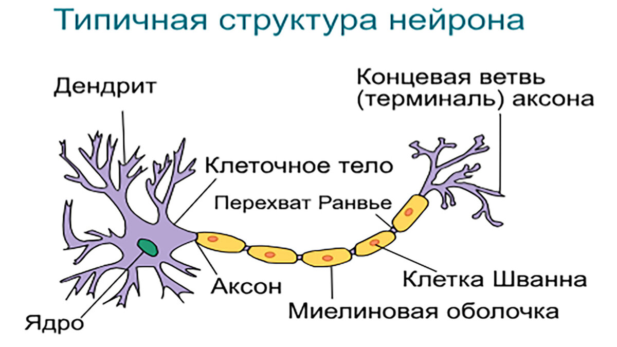 Как называется короткий нейрона. Схема строения нейрона. Строение нейрона человека схема. Типичная структура нейрона. Основные части нейрона.