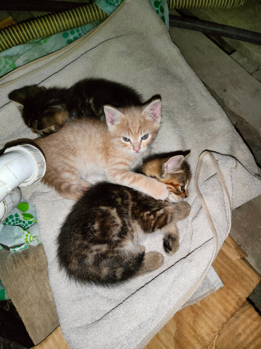 Самый пугливый и тут спрятался.