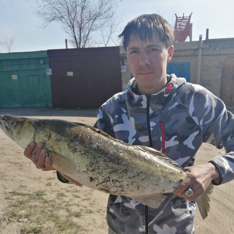 Такой трофейный экземпляр был пойман в Иртыше, как раз на спиннинг.