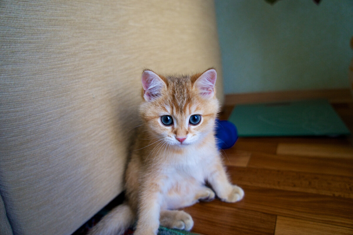 Хосико - золотой шотландский прямоухий кот (скоттиш-страйт), мальчик. Родился 4 августа 2014 года в России, в городе Тула, после того как он обрел свою семью, живет в Москве.