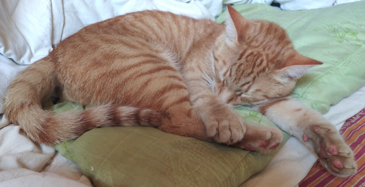 Личное  фото. 