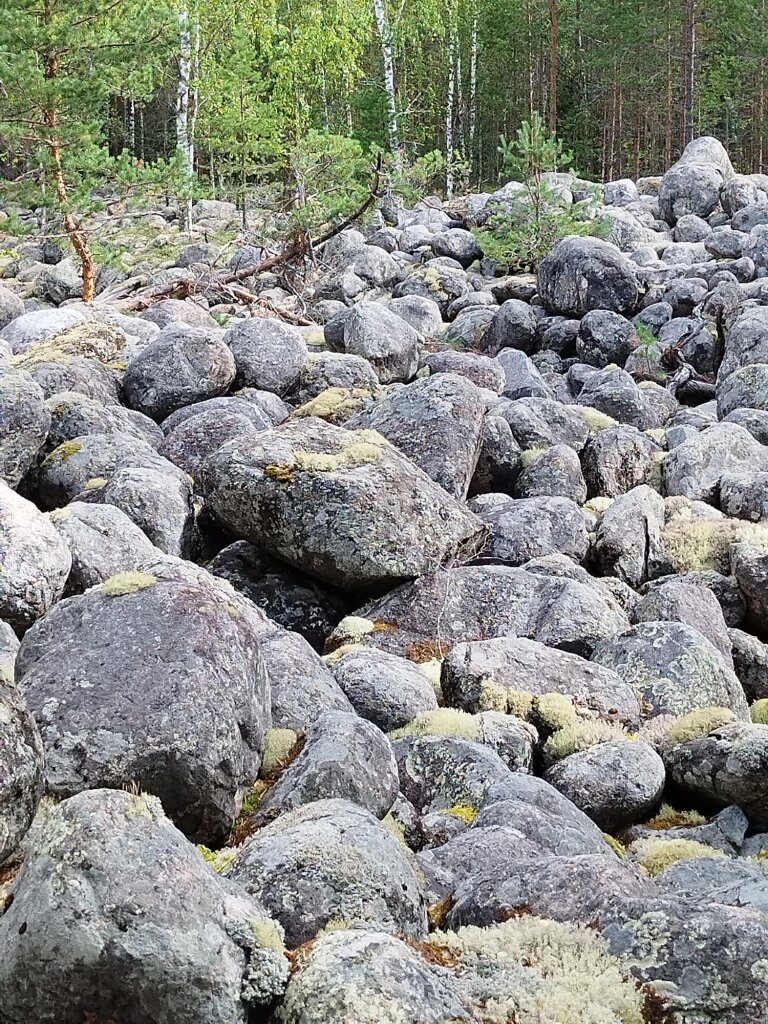 Каменная река, а посреди валунов выросла сосенка