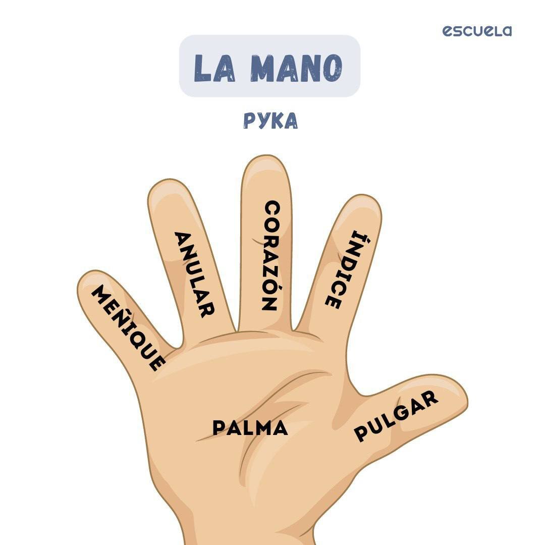 Названия пальцев на испанском. Как называются пальцы. Изучаем название пальцев. Название пальцев на руке на английском.