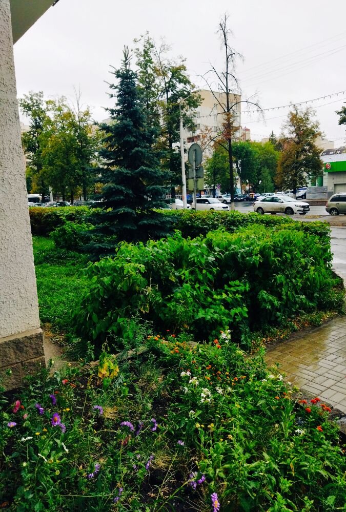 Фото автора. Вчера у нас был дождь.